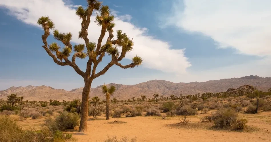 Explore Twentynine Palms: Top Hiking Trails, Camping & Adventures